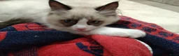 Ragdoll cats for sale: Beautiful Male Ragdoll Kittens - Advert 8
