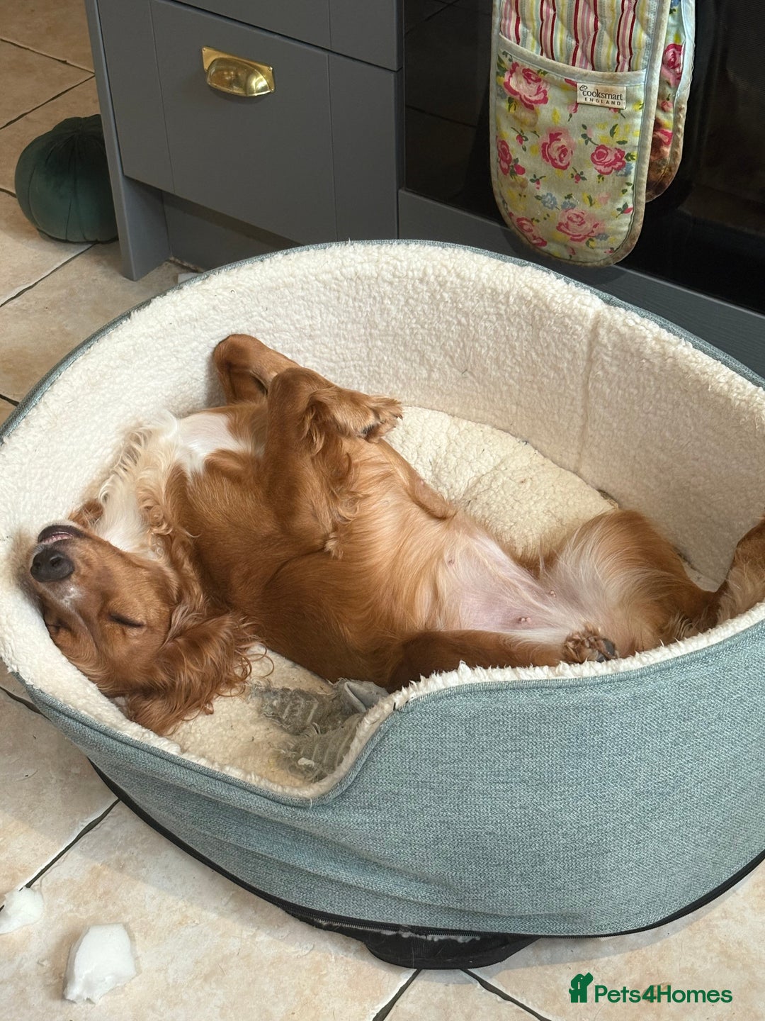 Cocker Spaniel dogs for sale: Minnie, beautiful Cocker Spaniel - Advert 8