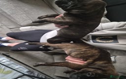Staffordshire Bull Terrier dogs for sale: 2 Brindle boy pups - Image 2