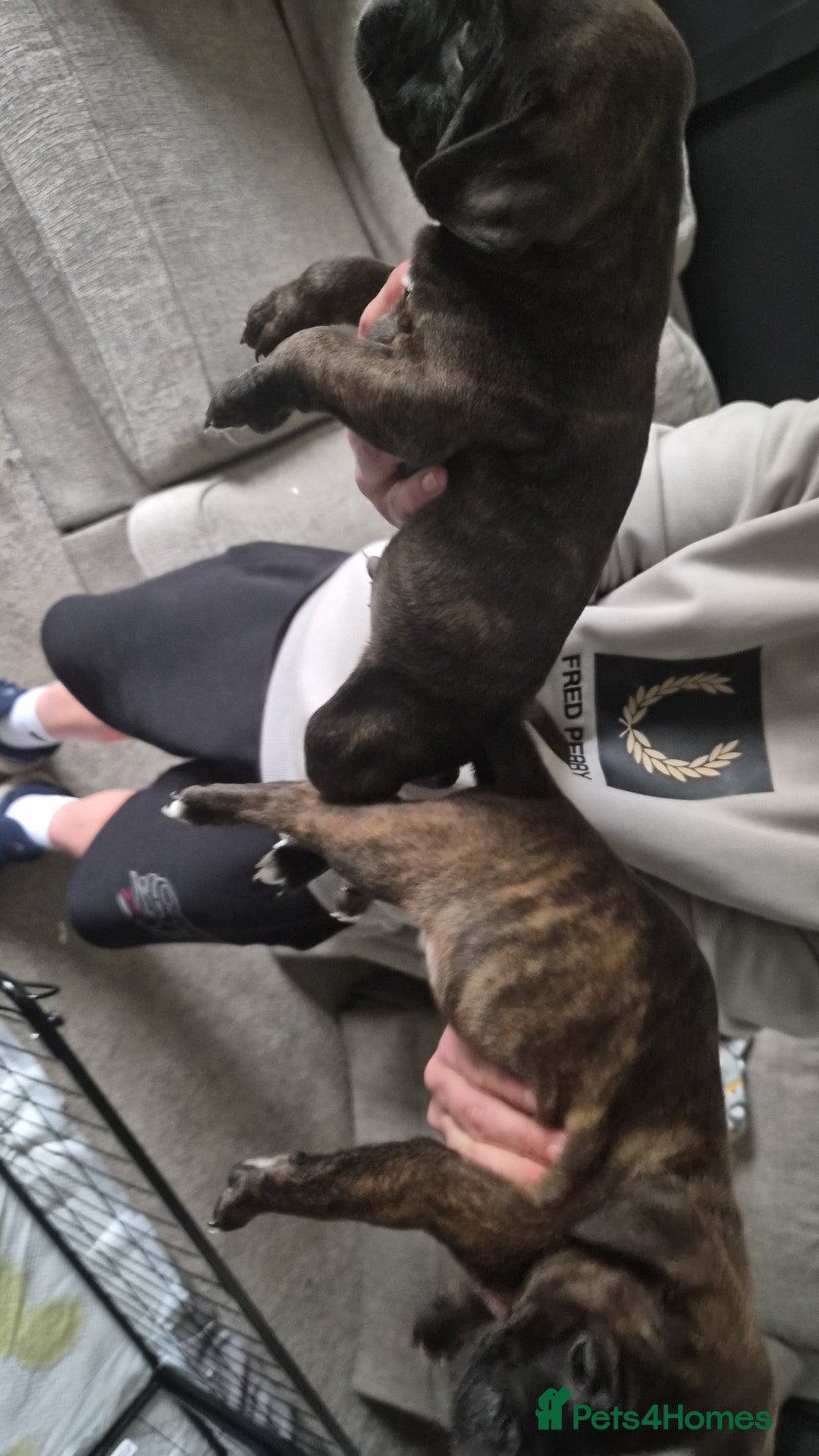 Staffordshire Bull Terrier dogs for sale: 2 Brindle boy pups - Image 2