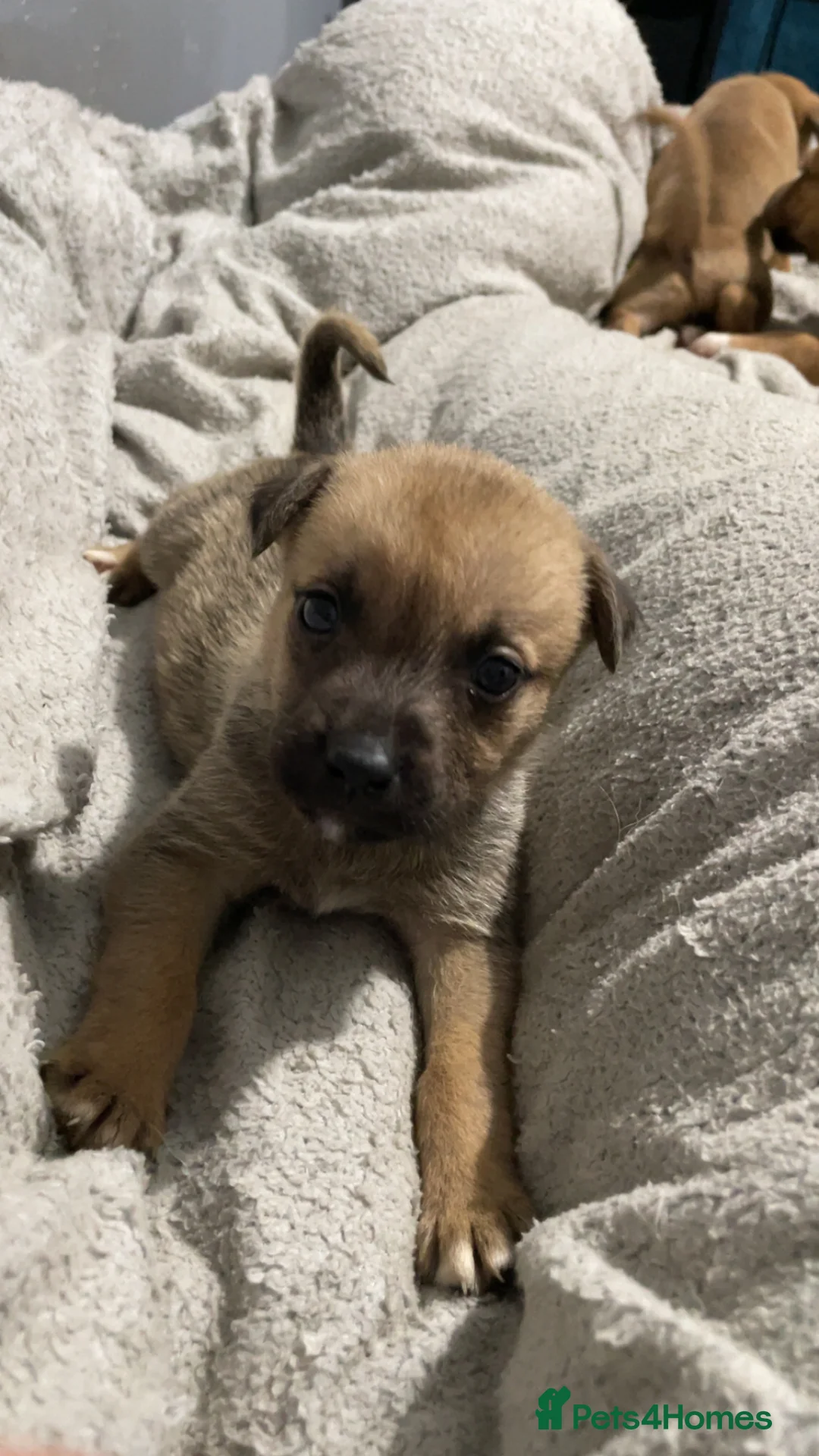 Mixed Breed dogs for sale: Rottweiler x husky puppies for sale - Advert 7