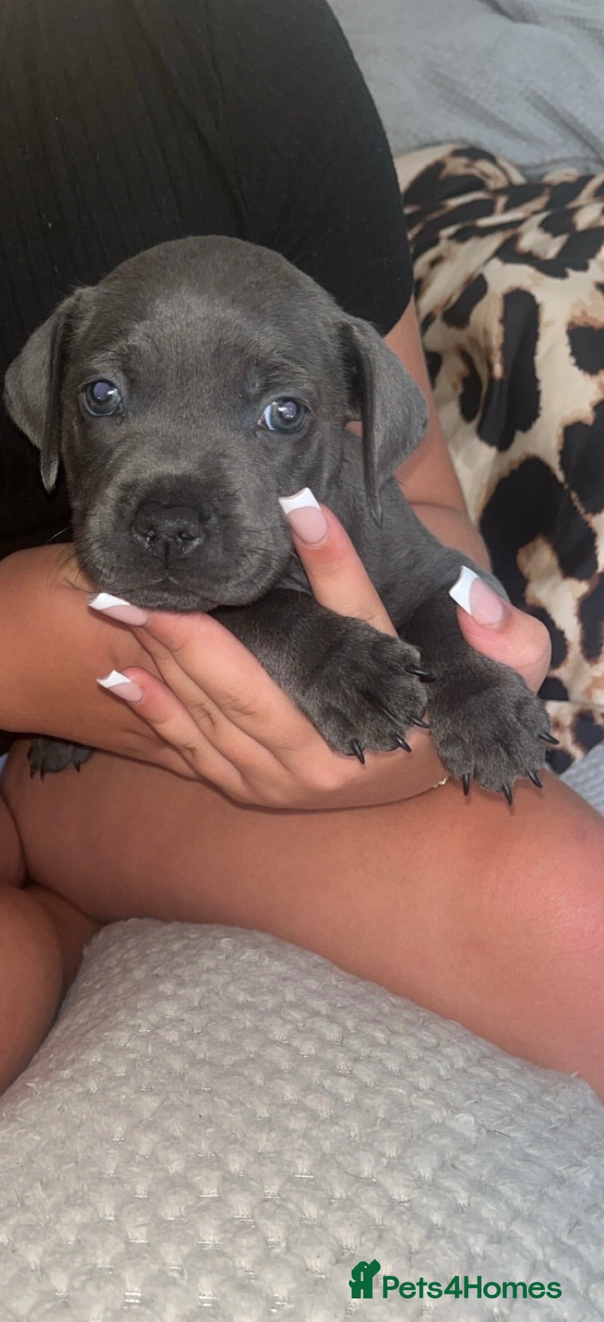 Staffordshire Bull Terrier dogs Staffordshire Bull Terrier Pups 1 Blue Boy Left - Advert 9