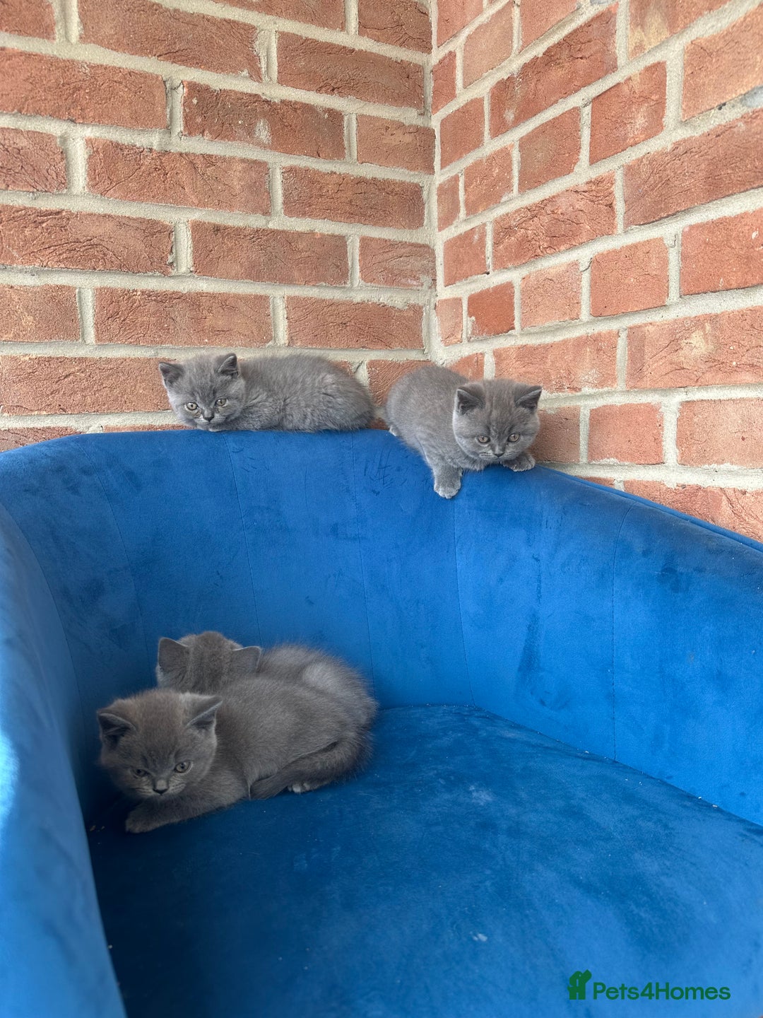 British Longhair cats for sale: British longhair kittens ready for 🏠 now - Image 4