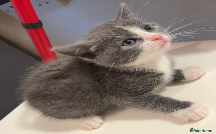 British Shorthair cats - Advert 1