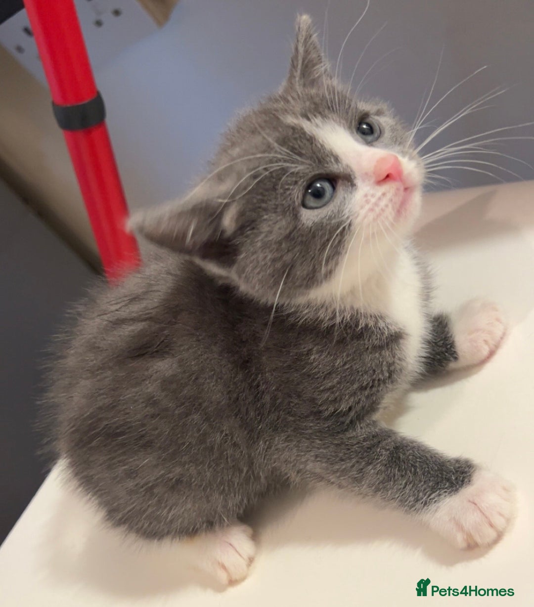 British Shorthair cats for sale: Kittens for sale taking offers  - Image 1