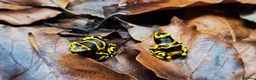 Frog reptiles for sale: Dendrobates leucomelas dart frog  - Advert 1