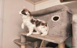 Maine Coon cats for sale: GCCF registered Maine Coon - Image 8