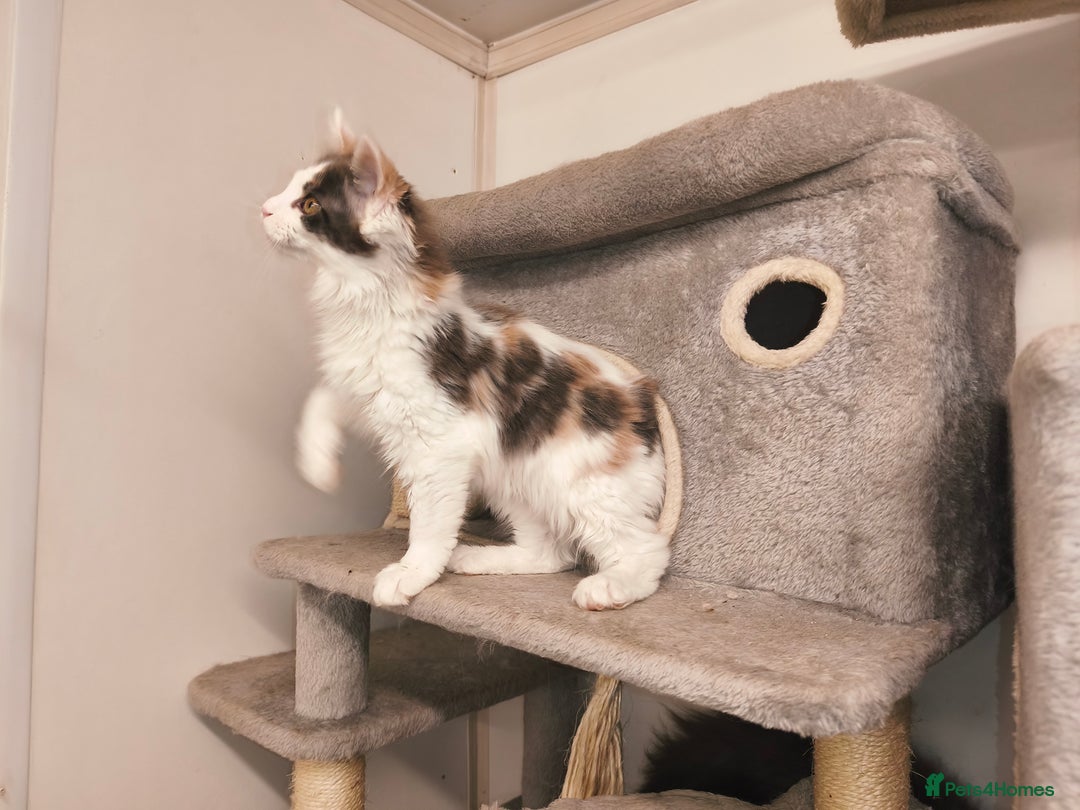 Maine Coon cats for sale: GCCF registered Maine Coon - Image 8