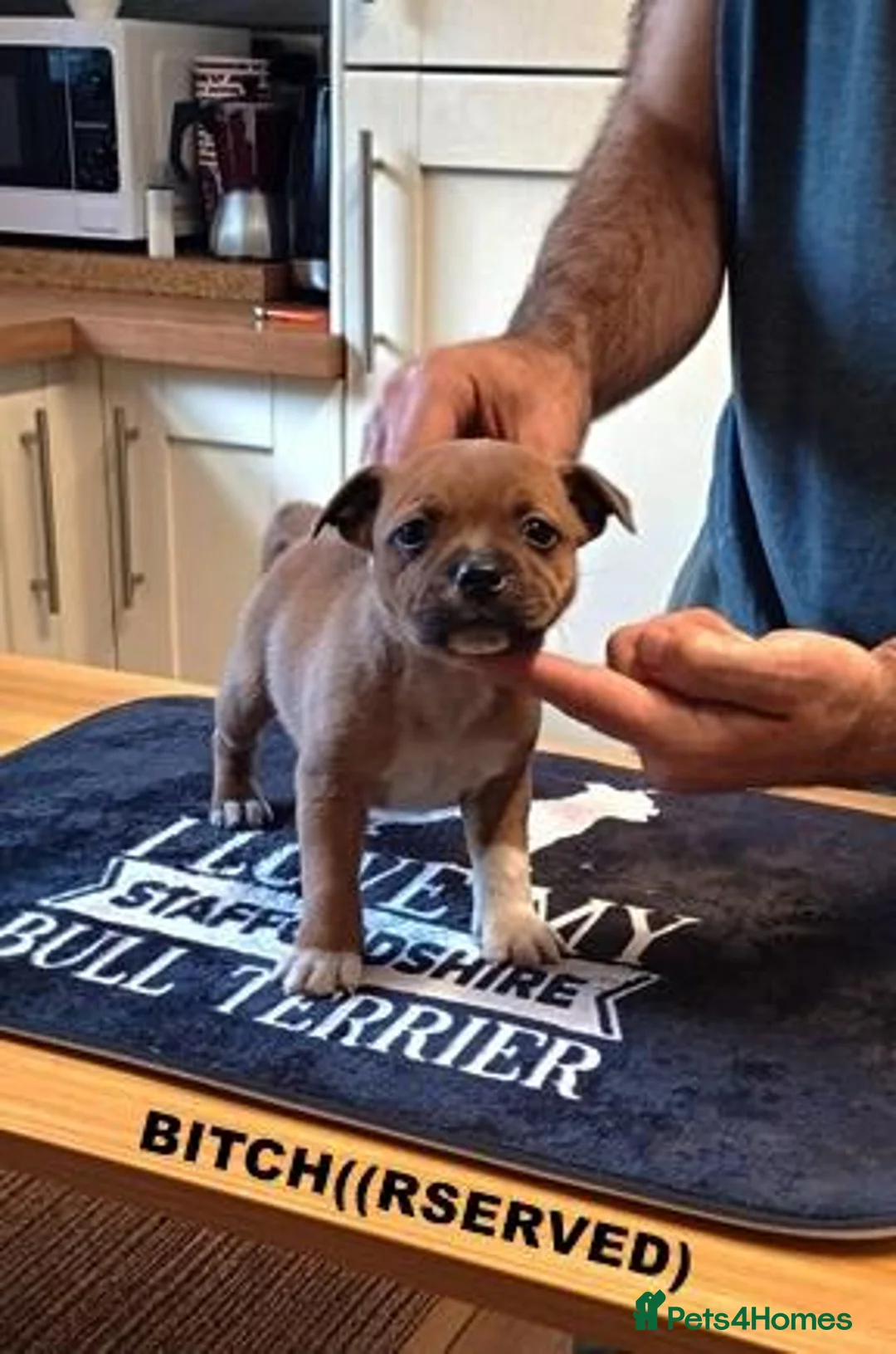 Staffordshire Bull Terrier dogs for sale: SBT KC REGISTATION PUPPIES, 6 BITCHES & 1 DOG - Advert 11