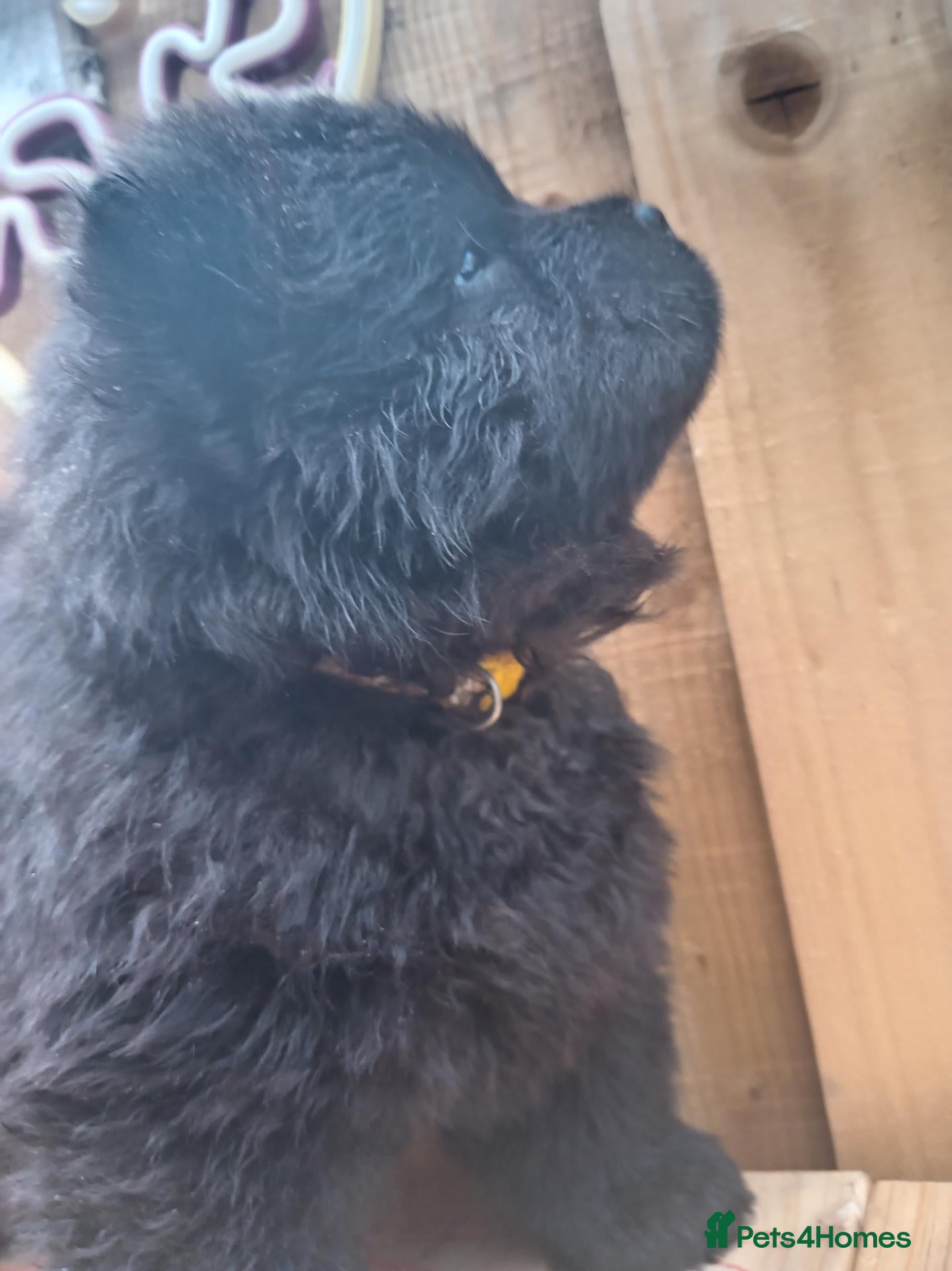 Chow Chow dogs 🐻❤️ Last chow chow boy left❤️🐻  - Advert 4
