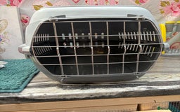 Mini Lion Lop rabbits for sale: New litter mini lion lop rabbits - Image 5