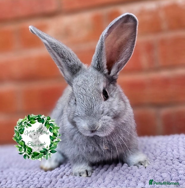 Continental Giant rabbits Purebred Continental Giants - Advert 19