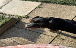 Mixed Breed dogs for adoption: Sally - Norwich Norfolk  - Image 8