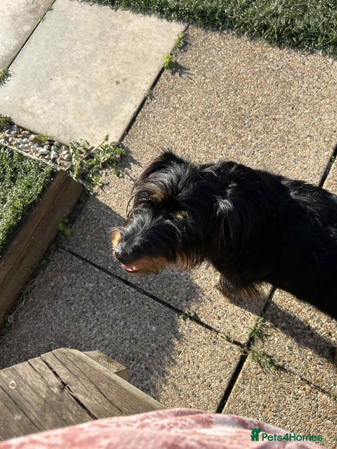 Mixed Breed dogs for adoption: Sally - Norwich Norfolk  - Image 8