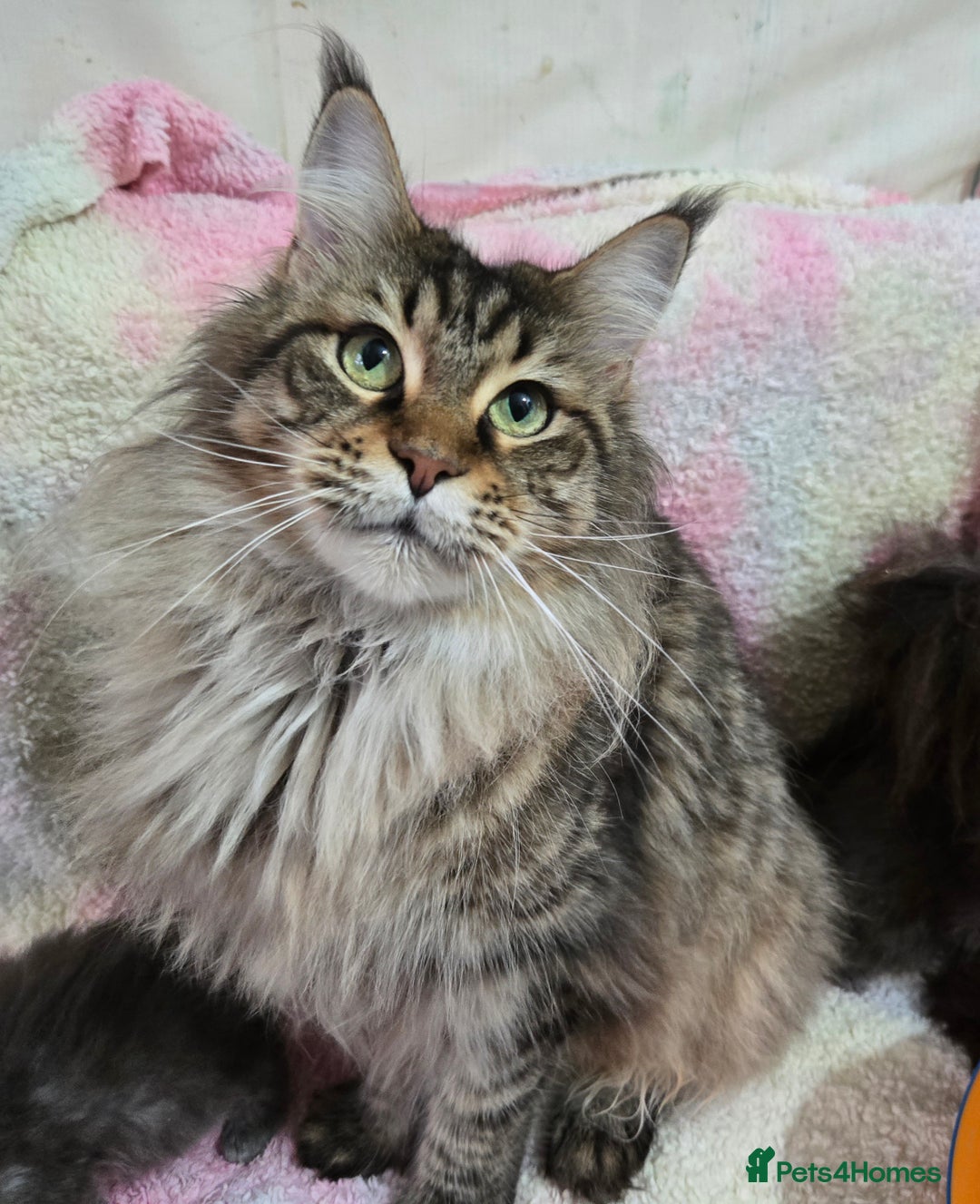 Maine Coon cats for sale: Gorgeous GCCF Maine Coons poss Active - Image 8