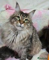 Maine Coon cats - Advert 3