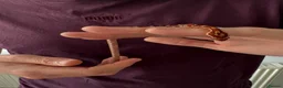 Corn Snake reptiles for sale: Het Palmetto Corn Snake in Sittingbourne - Advert 6