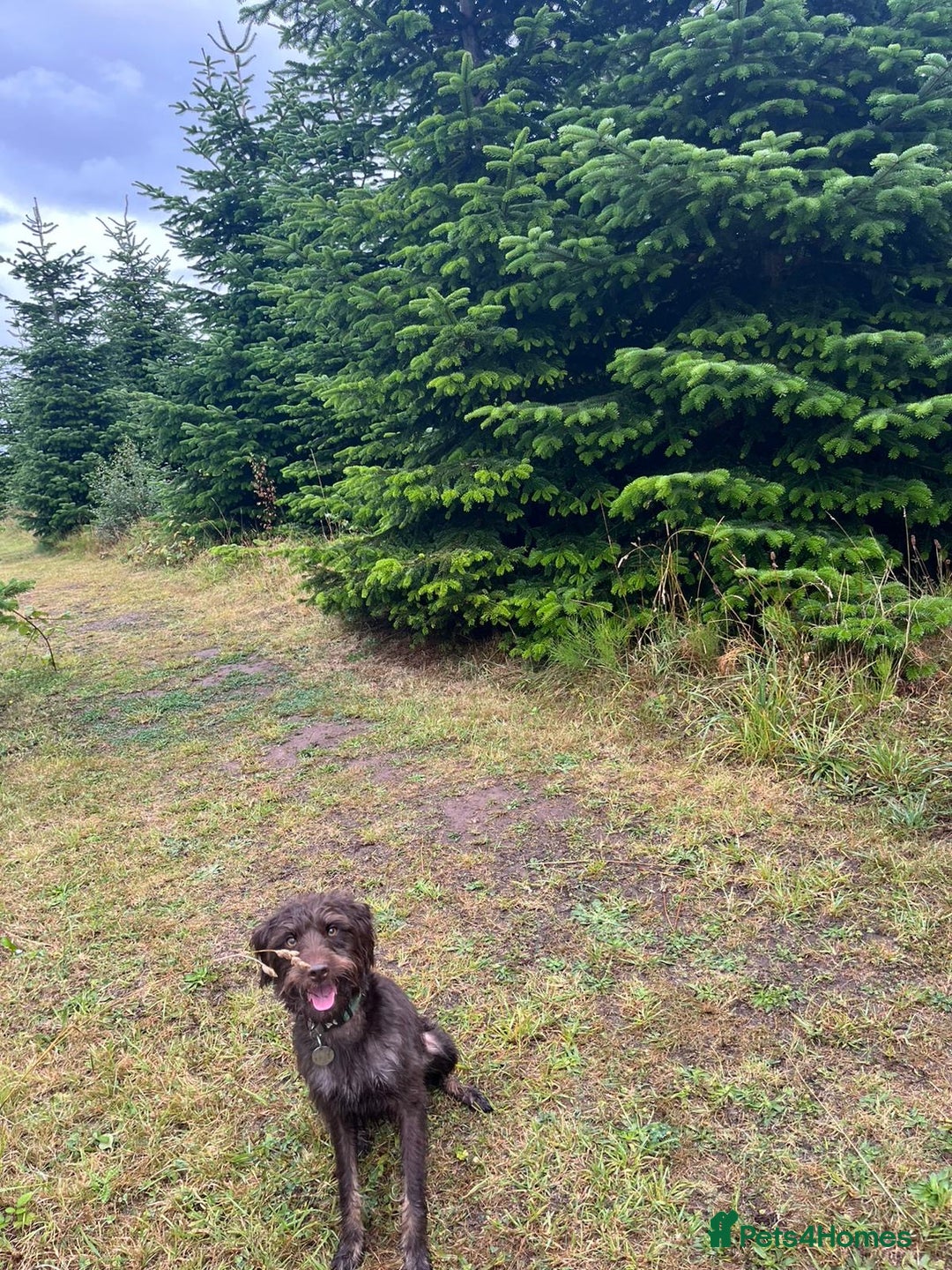 Labradoodle dogs for sale: ✨Loving Labradoodle Looking for His Forever Home✨ - Advert 8