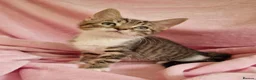 Mixed Breed cats for sale: Cute kittens  - Advert 2