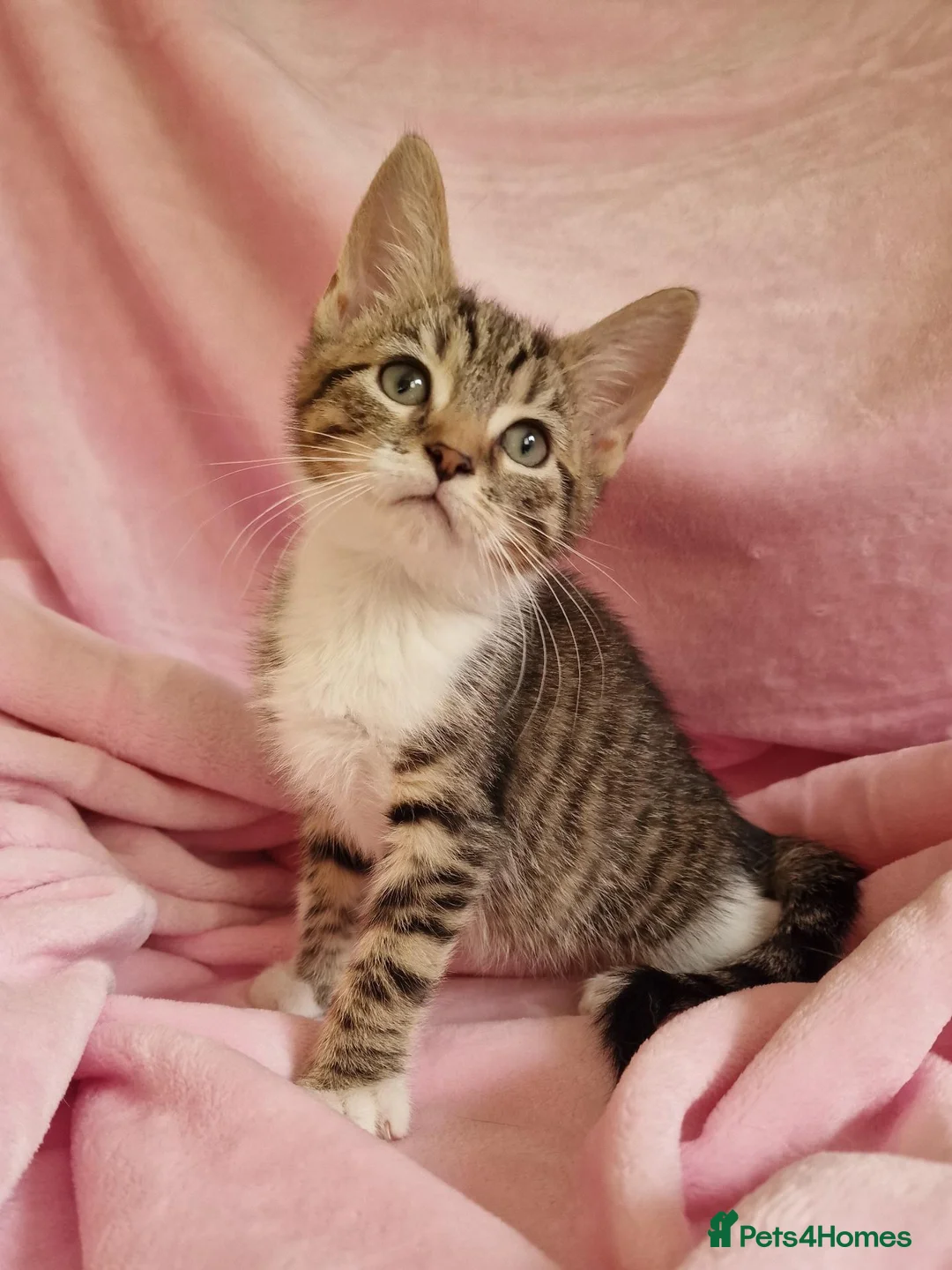Mixed Breed cats for sale: Cute kittens  - Advert 2