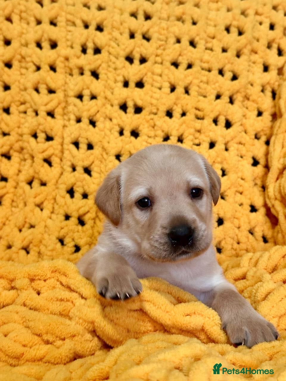 Labrador Retriever dogs Adorable Labs puppies - healthy and family raised. - Advert 2