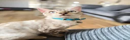 Bengal cats for sale: Beautiful Snow Lynx Bengal in Windsor - Advert 4
