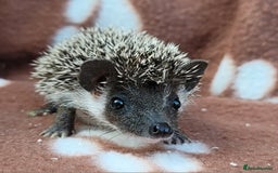 Pygmy Hedgehog rodents for sale: African Pygmy Hedgehog Hoglets  - Image 13