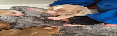 Nova Scotia Duck Tolling Retriever 3