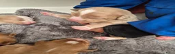 Nova Scotia Duck Tolling Retriever dogs for sale: Scalpsie Toller Puppies  - Advert 8