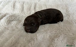 Cockapoo dogs for sale: 🍫🐶 F1b Chocolate Cockapoo Puppies🐶🍫  - Image 14
