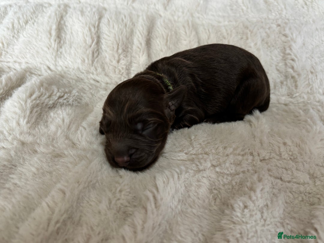 Cockapoo dogs for sale: 🍫🐶 F1b Chocolate Cockapoo Puppies🐶🍫  - Image 14