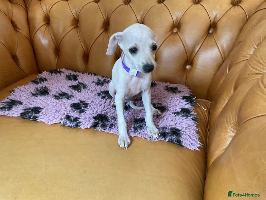 Italian Greyhound dogs for sale: Gorgeous Italian greyhound puppies  - Image 31