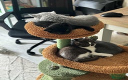 British Shorthair cats for sale: GCCF Registered British Shorthair Kittens  - Image 13