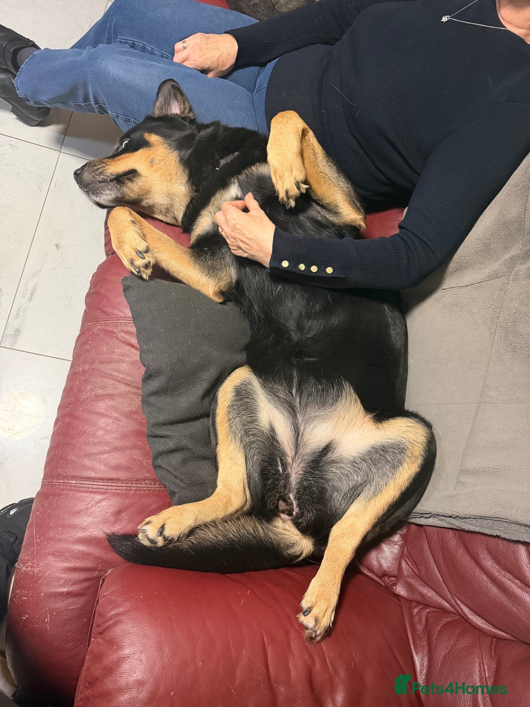 Mixed Breed dogs for sale: Husky x Rottweiler  - Advert 4