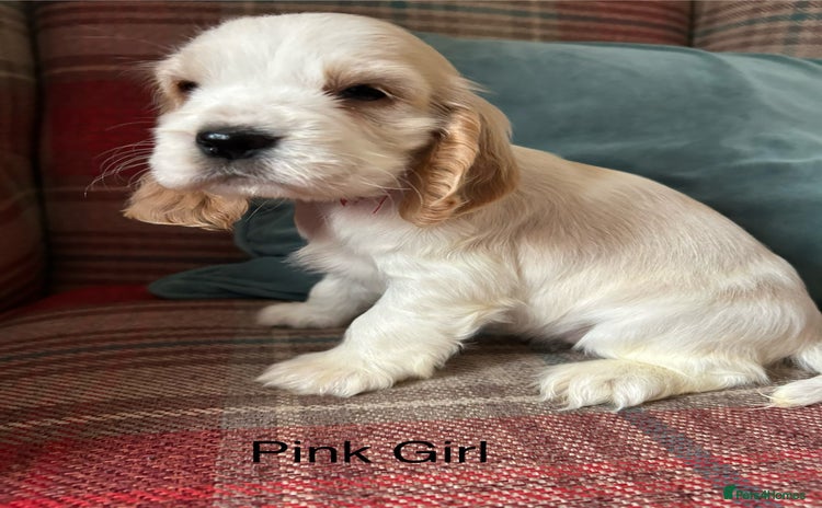 Cocker Spaniel dogs - Advert 1