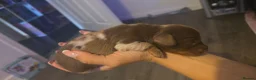 Miniature Dachshund dogs for sale: Adorable girl - Advert 12