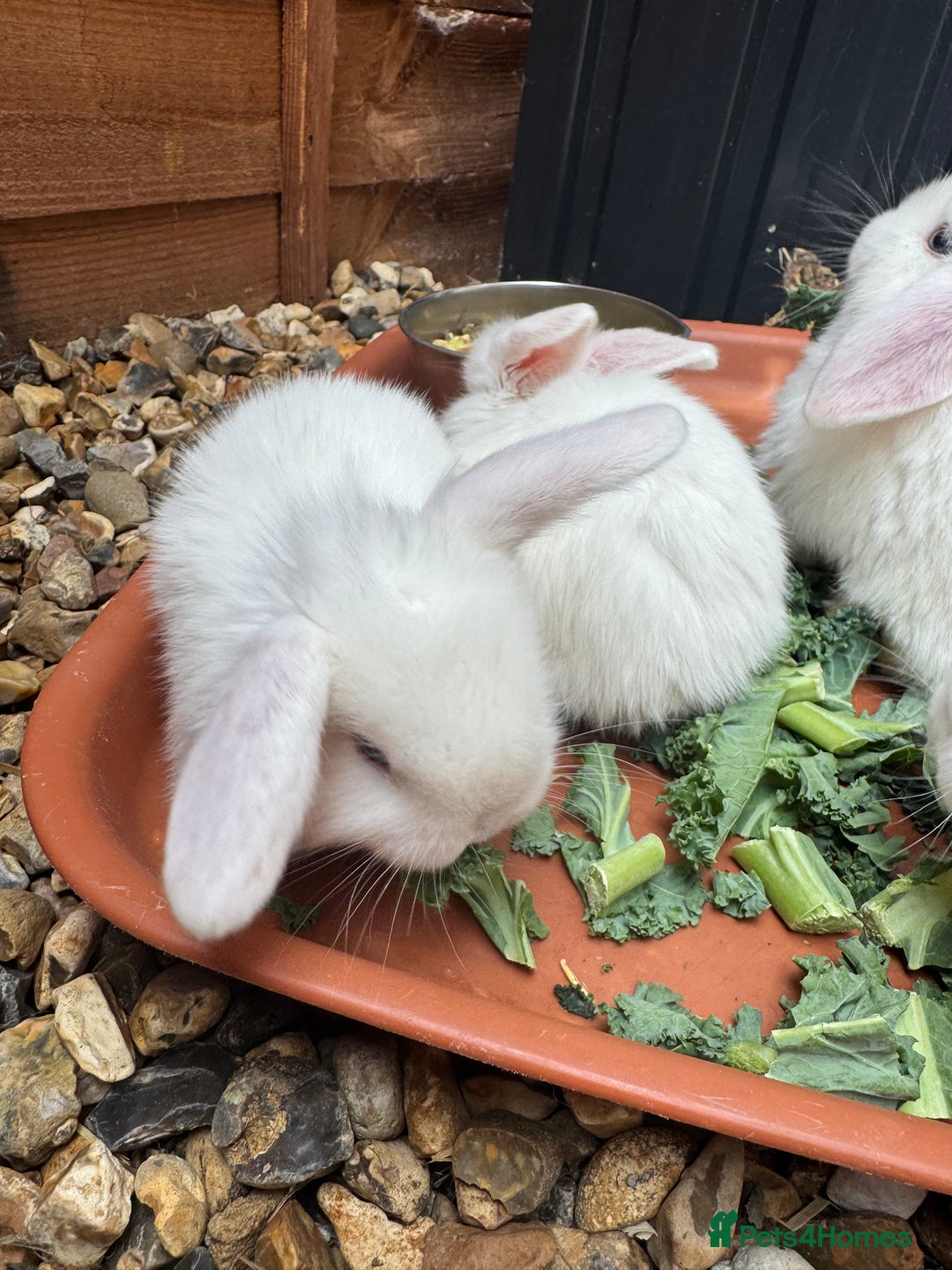 Mini Lop rabbits for sale: New baby mini lops  - Image 3