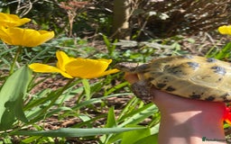 Tortoise reptiles for sale: Selling my beautiful Russian tortoise. - Image 4
