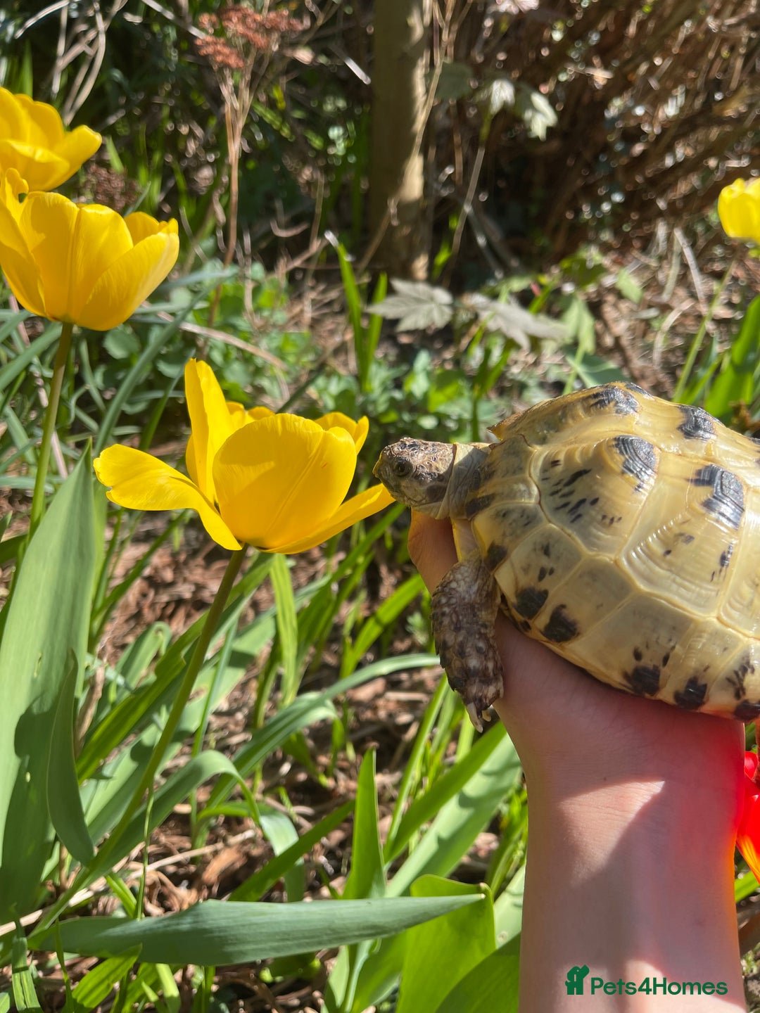 Tortoise reptiles for sale: Selling my beautiful Russian tortoise. - Image 4