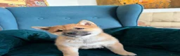 Japanese Shiba Inu dogs for sale: Last Lovely Shiba Inu Puppy, Ready for home now! - Advert 5