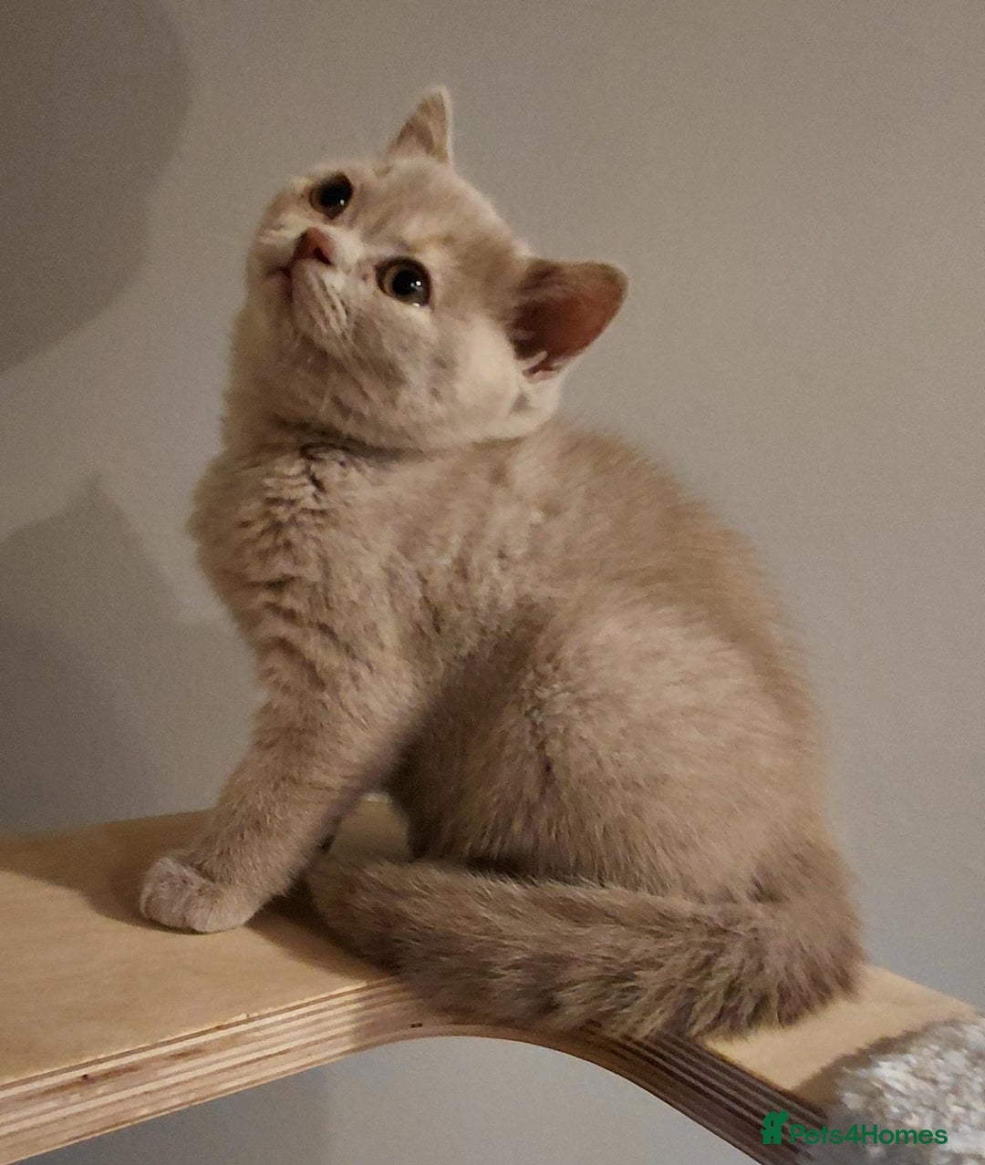 British Shorthair cats for sale: GCCF Registered Championship Line BSH Kittens - Advert 35