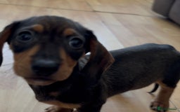 Dachshund dogs for sale: Ready Now, Male Black and Tan Dachshund  - Image 31