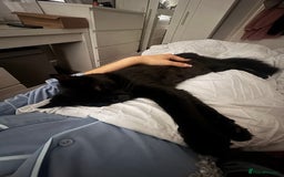Domestic Shorthair cats for sale: FREE - 2 sweet cats to be rehomed  - Image 6