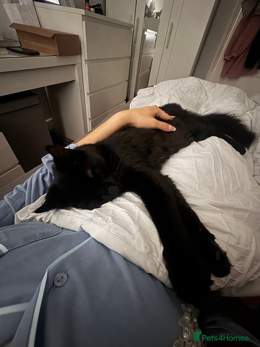 Domestic Shorthair cats for sale: FREE - 2 sweet cats to be rehomed  - Image 6