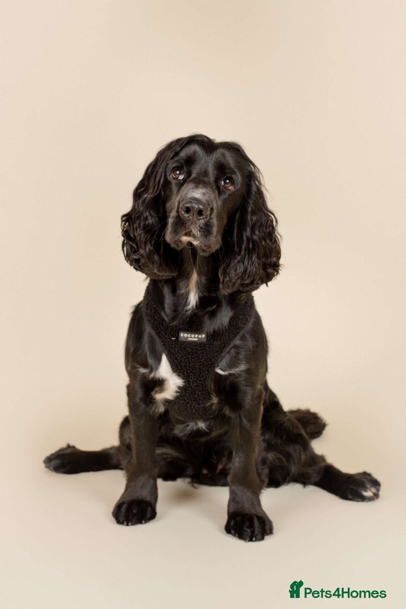 Cocker Spaniel dogs Pure Black Cocker Spaniel  - Advert 1