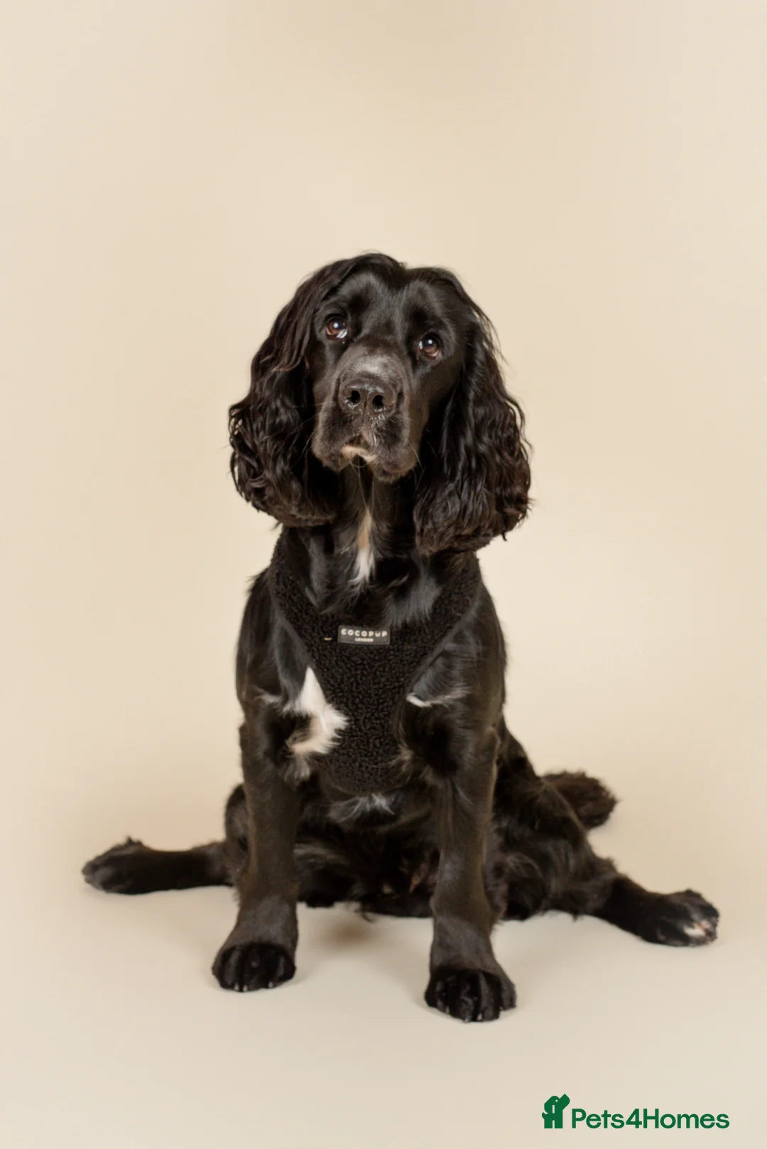 Cocker Spaniel dogs for stud: Pure Black Cocker Spaniel  in Dawlish - Advert 1