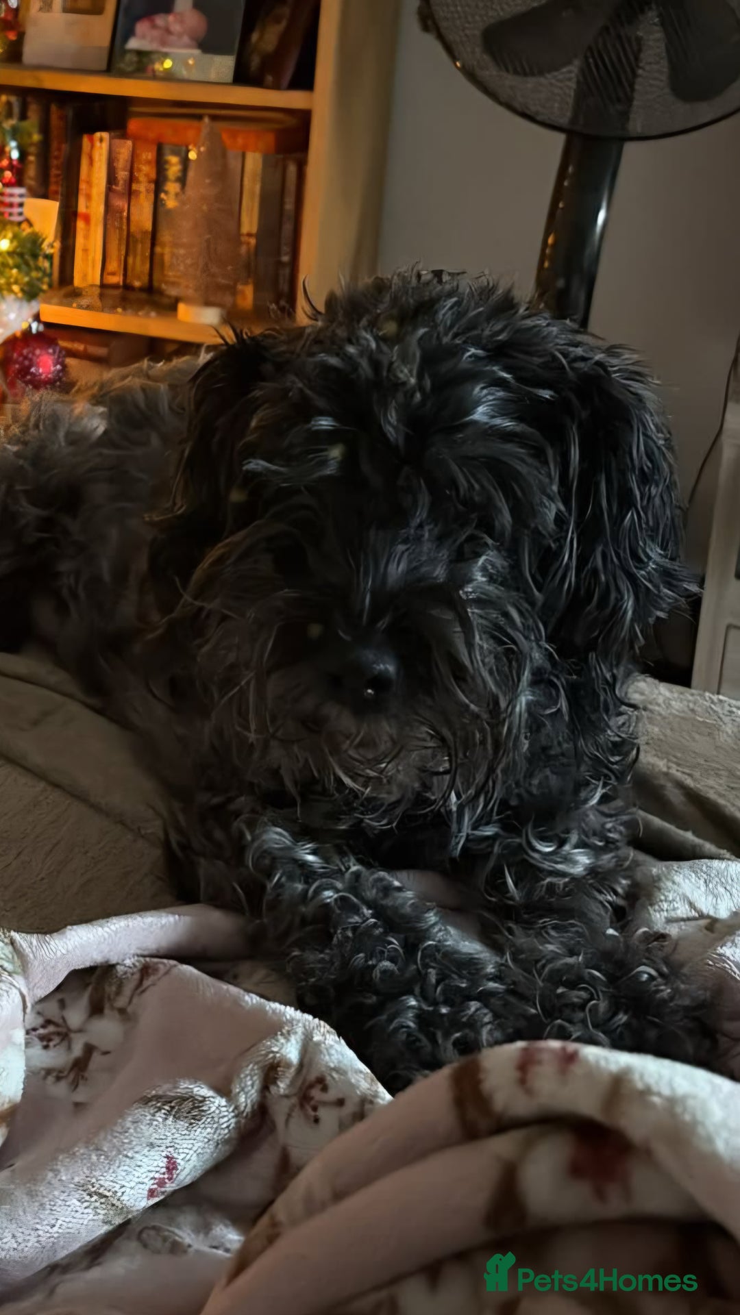 Schnoodle dogs for sale: Perfect schnoodles - Advert 2