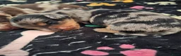 Miniature Dachshund dogs for sale: 3 beautiful longhaired dapple dachshund - Advert 8