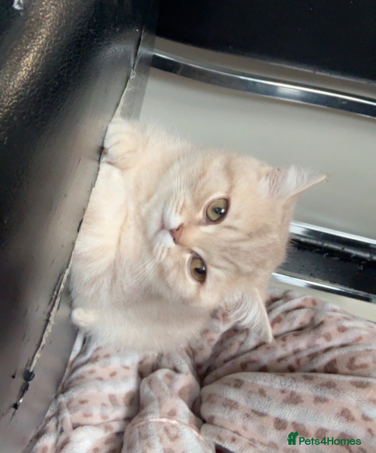 British Shorthair cats AVAILABLE 2  British short hairs for sale  - Advert 18
