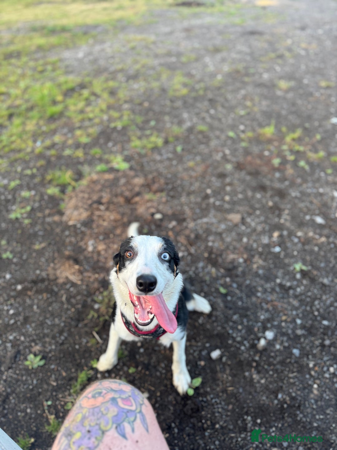 Border Collie dogs for sale: 2 YOUNG BORDER COLLIES / BLUE EYES / MERLE - Image 5